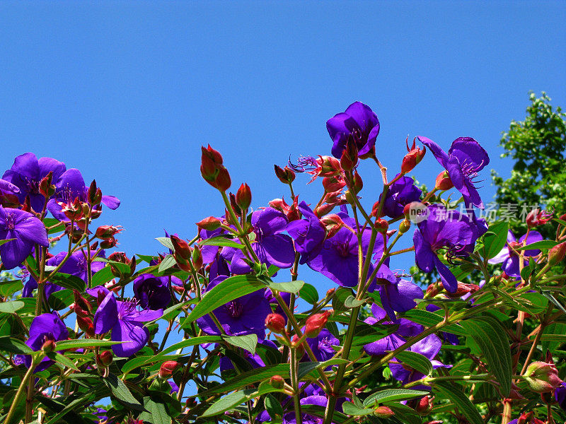 Tibouchina Urvilleana